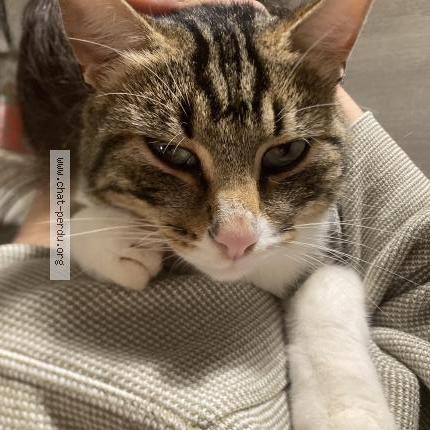 Photo 1/1 Found cat Found in Rennes