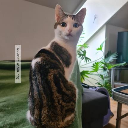 Foto 1/2 Kat teruggevonden Vermist in Liege