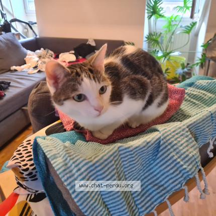 Foto 2/2 Kat teruggevonden Vermist in Liege