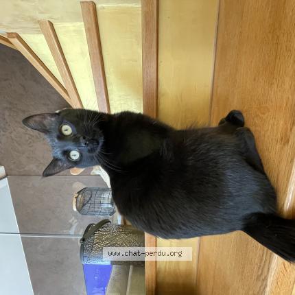 Photo 1/1 Bounty Chat lost in Lucinges