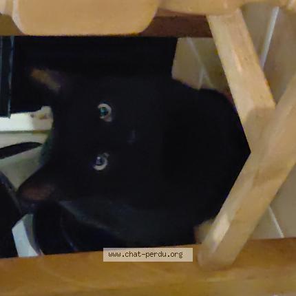 Photo 1/1 Found cat Found in Puget sur argens