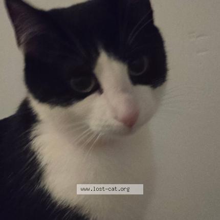 Photo 1/1 Reunited cat Lost in Wayne