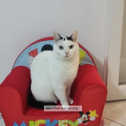 Photo 1/1 Oliver Chat lost in Ozoir la ferriere