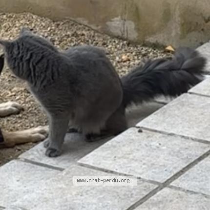 Photo 1/1 Kiwi Chat lost in Pont saint esprit