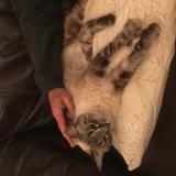 Picture of cat found at Clapiers