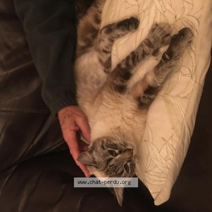 Photo 1/1 Found cat Found in Clapiers