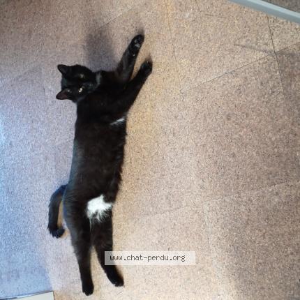 Foto 1/1 Kat teruggevonden Vermist in Court Saint Etienne