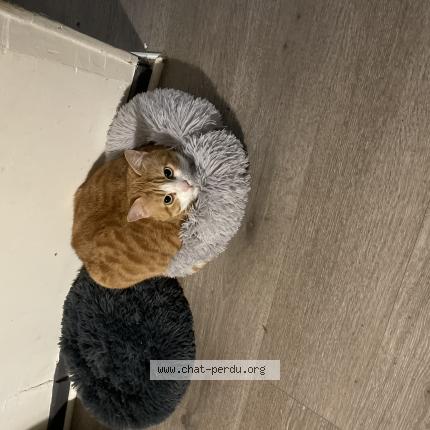 Photo 1/1 Pika Chat lost in Allenjoie