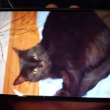 Picture of cat lost at Lafayette