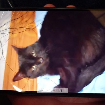 Photo 1/1 Charlie Chat lost in Lafayette