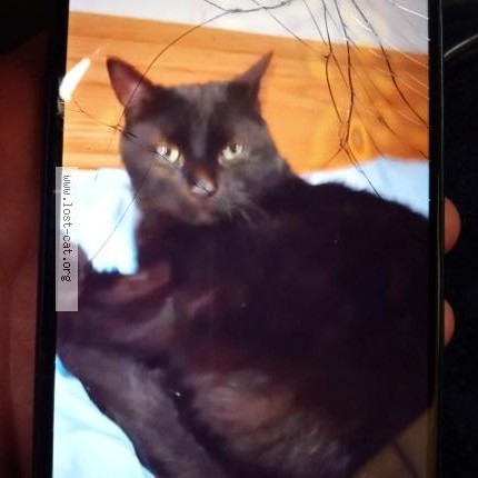 Photo 1/1 Charlie Cat lost in Lafayette