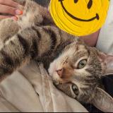 Picture of cat lost at Saint Etienne Du Rouvray