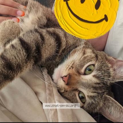 Photo 1/1 Caline Chat lost in Saint etienne du rouvray