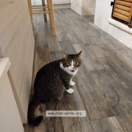 Photo 1/1 Saphir Chat lost in Lugon et l ile du carney