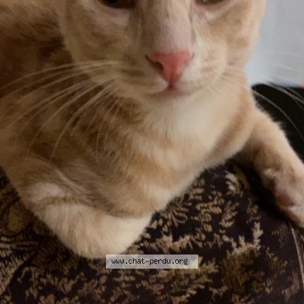 Photo 1/1 Gribouille Chat lost in Niort