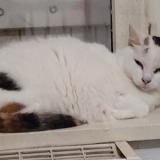 Picture of cat lost at Thouron