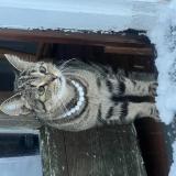 Picture of cat lost at District Heights