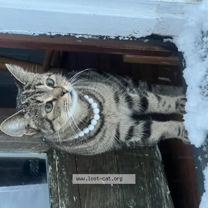 Photo 1/1 Minga Chat lost in District heights