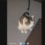 Picture of cat found at Roselle