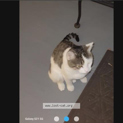 Photo 1/1 Found cat Found in Roselle