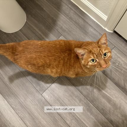 Picture of cat found at Magnolia