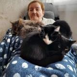 Picture of cat lost at Noisy Le Sec