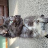 Picture of cat lost at Marshfield