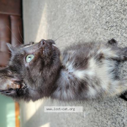 Photo 1/1 Lexi Chat lost in Marshfield