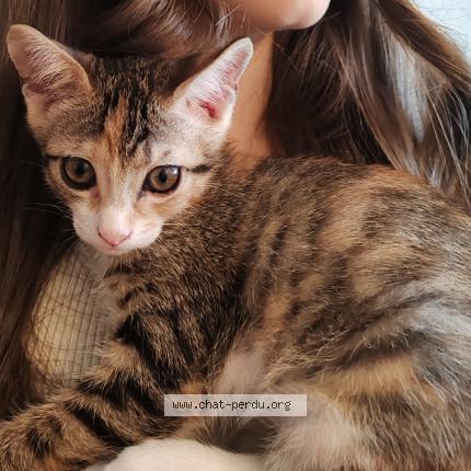 Photo 1/1 Chaussettes Chat lost in Roullet saint estephe