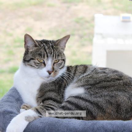 Photo 1/1 Mojito Chat lost in Sigoules