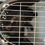 Picture of cat lost at Bidart