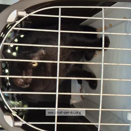 Photo 1/1 Tonio Chat lost in Bidart