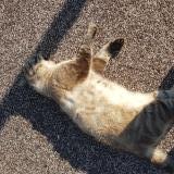 Picture of cat found at La Londe Les Maures