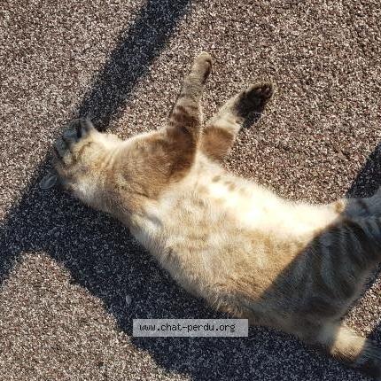 Photo 1/1 Found cat Found in La londe les maures