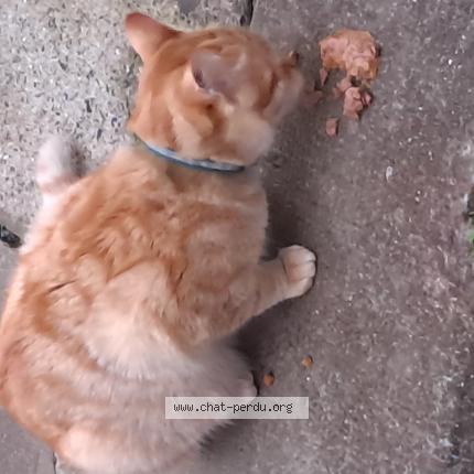Picture of cat found at Rochefort