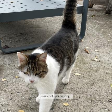 Photo 1/1 Niya Chat lost in Issoire