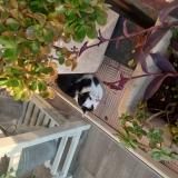 Picture of cat found at Menton