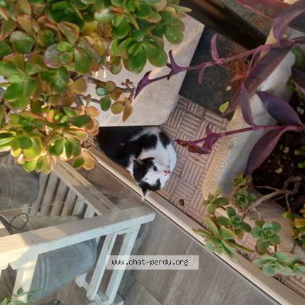 Photo 1/1 Found cat Found in Menton
