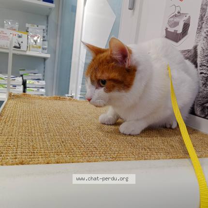 Photo 1/1 Uzaki Chat lost in Tregueux