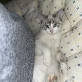 Picture of cat lost at Aire Sur L Adour