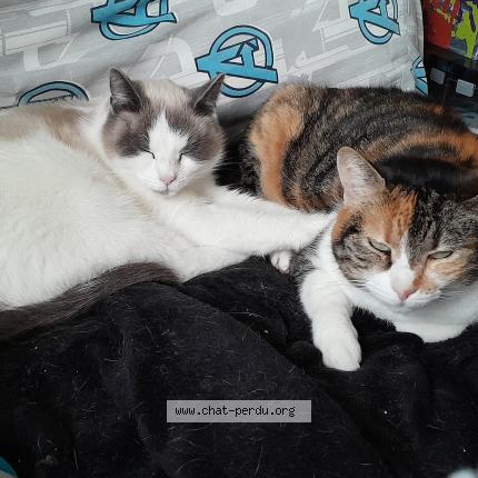 Photo 1/1 Pupuce Chat lost in Bruc sur aff bretagne