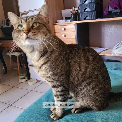 Photo 1/1 Groumi Chat lost in Niort