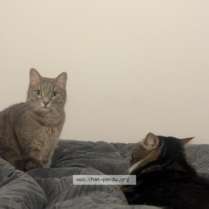 Photo 1/1 Simba Chat lost in Nice