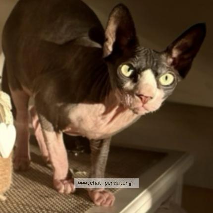 Photo 1/1 Shelby Chat lost in Michery