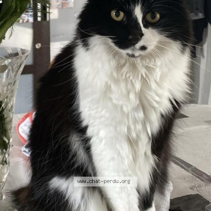 Photo 1/1 Nim Chat lost in La teste de buch