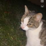 Picture of cat found at Saint Dizier