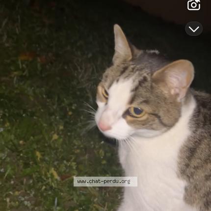 Photo 1/1 Found cat Found in Saint dizier