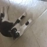 Picture of cat lost at Moulis En Medoc