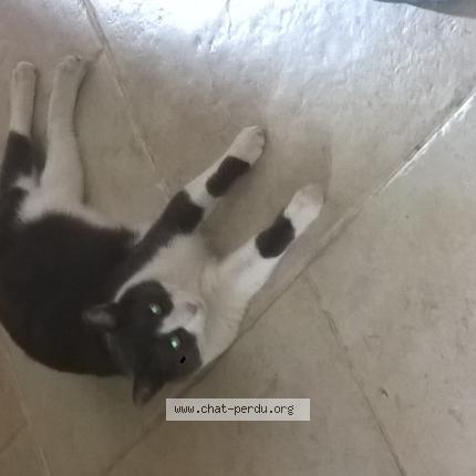 Photo 1/1 Cat reunited Lost in Moulis en medoc