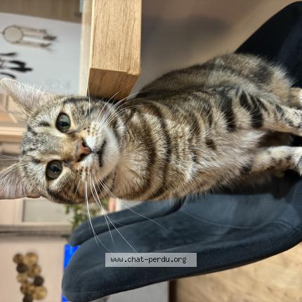 Photo 1/1 Charly Chat lost in Monsteroux milieu